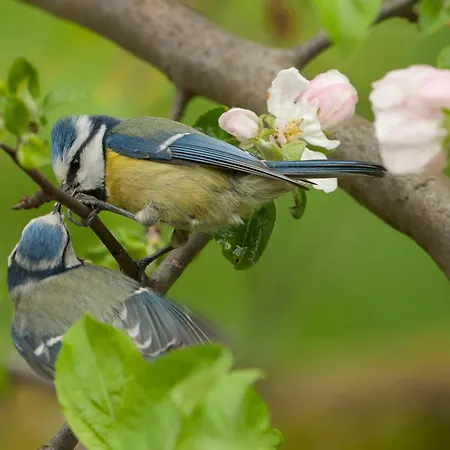 Oberstockachhof Appartement *